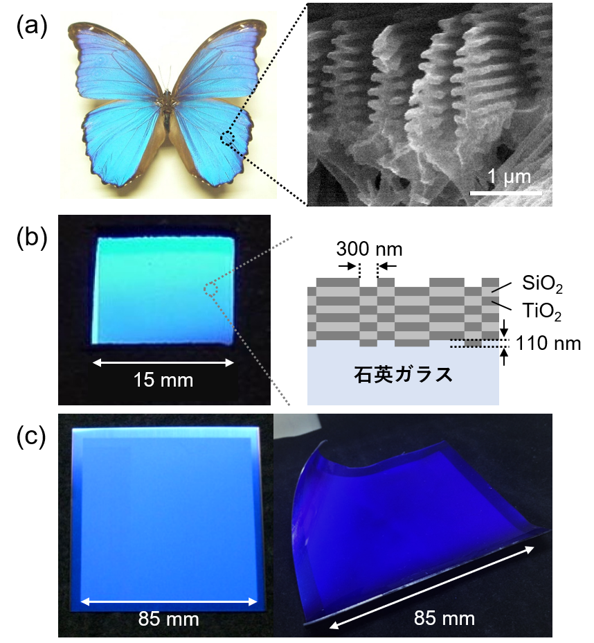 構造色